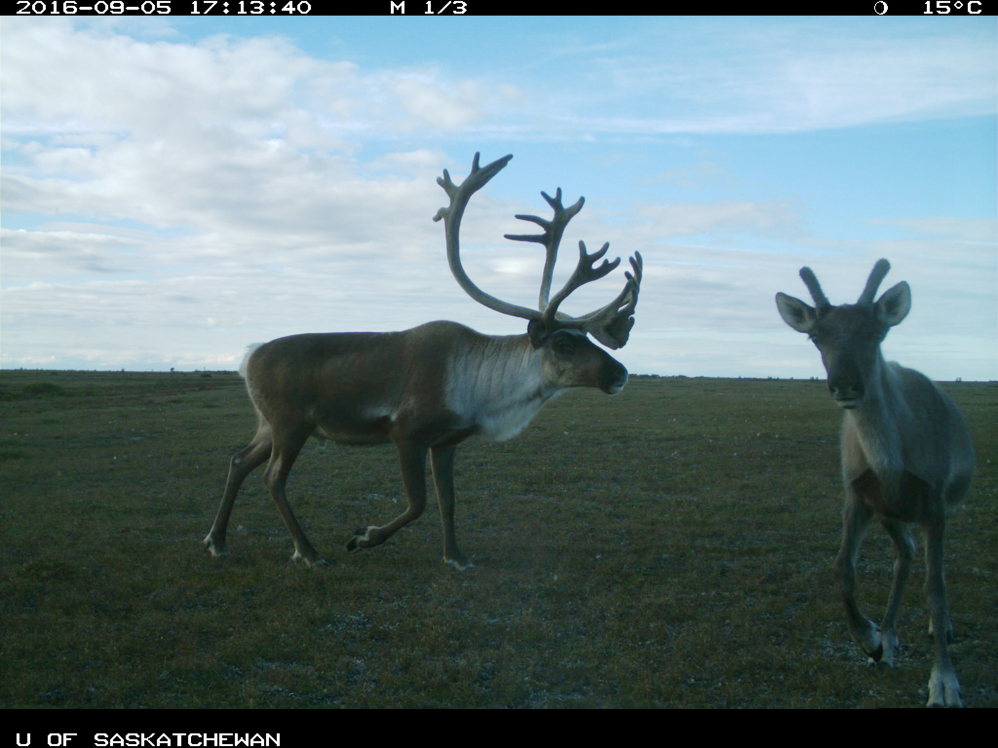 Un jeune caribou et un grand mâle passent près de l’appareil photo actionné par le mouvement. 