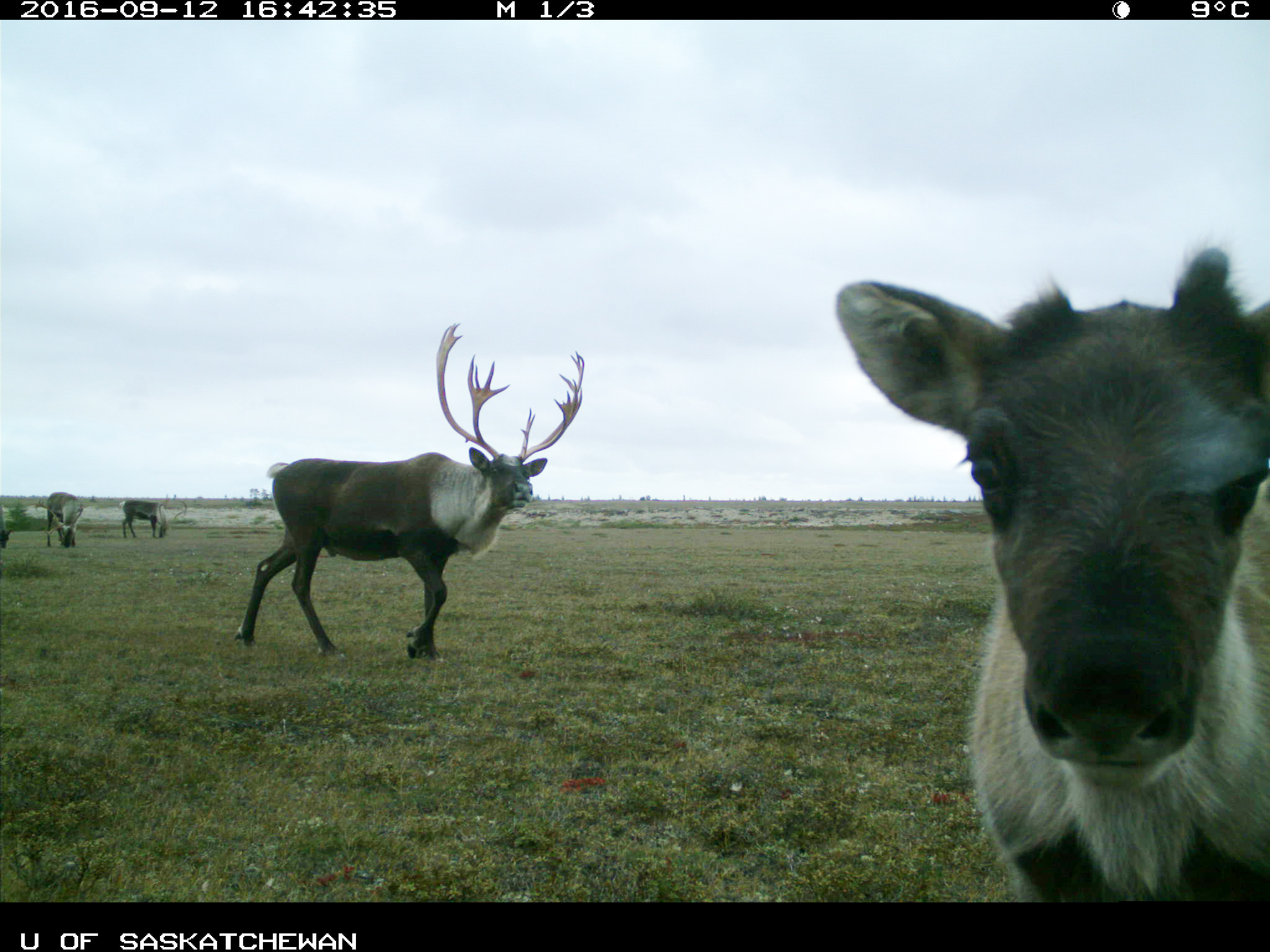 Un jeune caribou regarde l’appareil photo pendant qu’un mâle passe au loin.