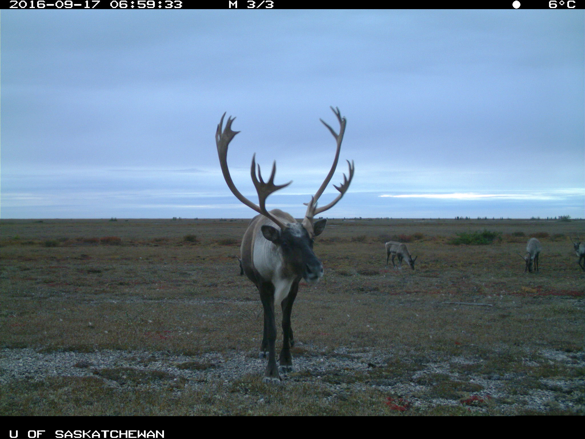 Un grand caribou mâle marche vers l’appareil photo. 