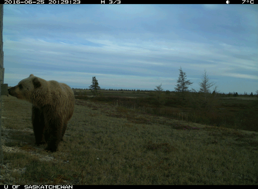 A slideshow of photos that show a large grizzly bear sniffing a fence post before walking directly to the camera and taking a close look.