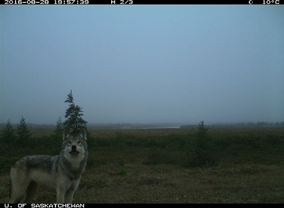 Un loup solitaire se tient devant la caméra par un jour brumeux ; on aperçoit des arbres et leurs aiguilles vertes en arrière-plan.