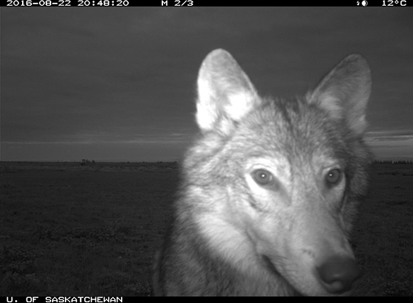 Un loup, illuminé en noir et blanc par le flash infrarouge, s’approche de la caméra. 