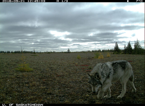 Un loup solitaire marche tête baissée devant la caméra à l’automne. 