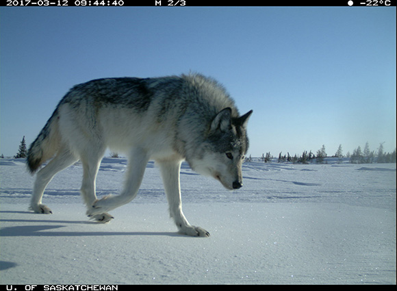 Un loup marche à quelques pieds de la caméra, en demeurant à la surface de la neige grâce à ses grosses pattes. 