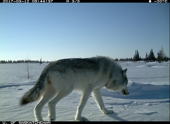 Un gros loup passe devant la caméra, et poursuit son chemin à la surface de la neige. 
