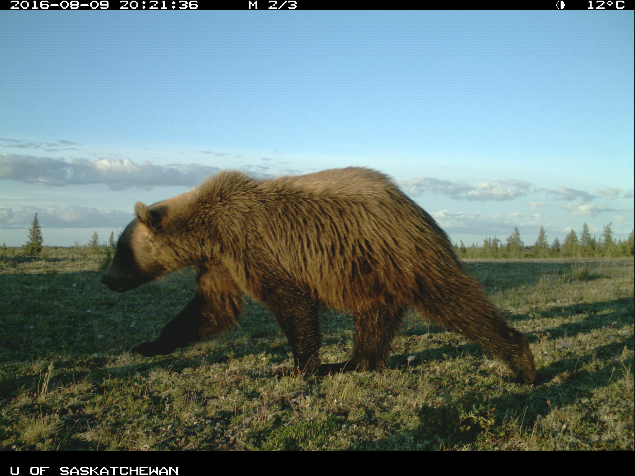 Un grizzli se déplace rapidement dans le centre de l’image. 