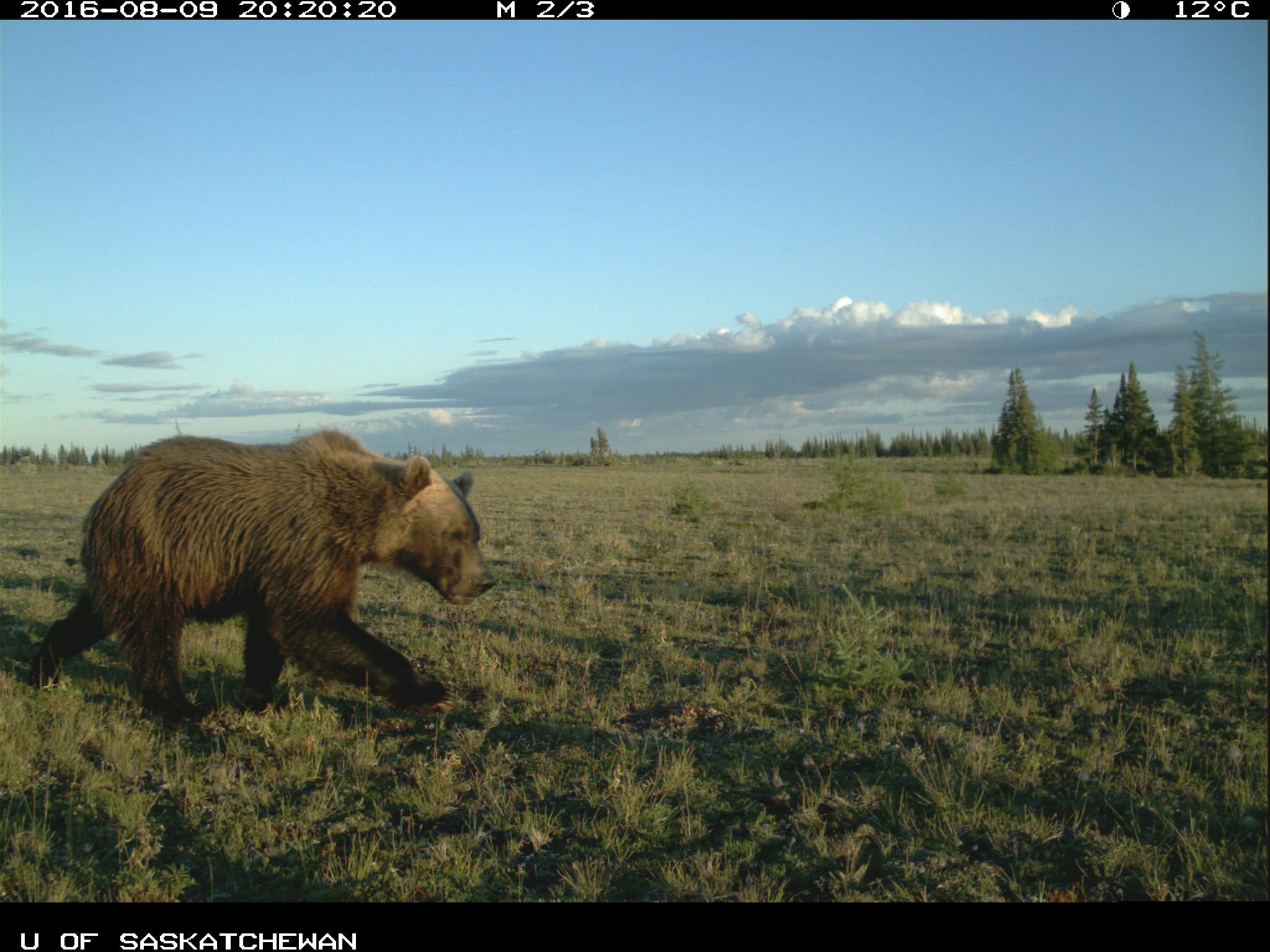 Un grizzli passe devant l’appareil photo, la tête relevée. 