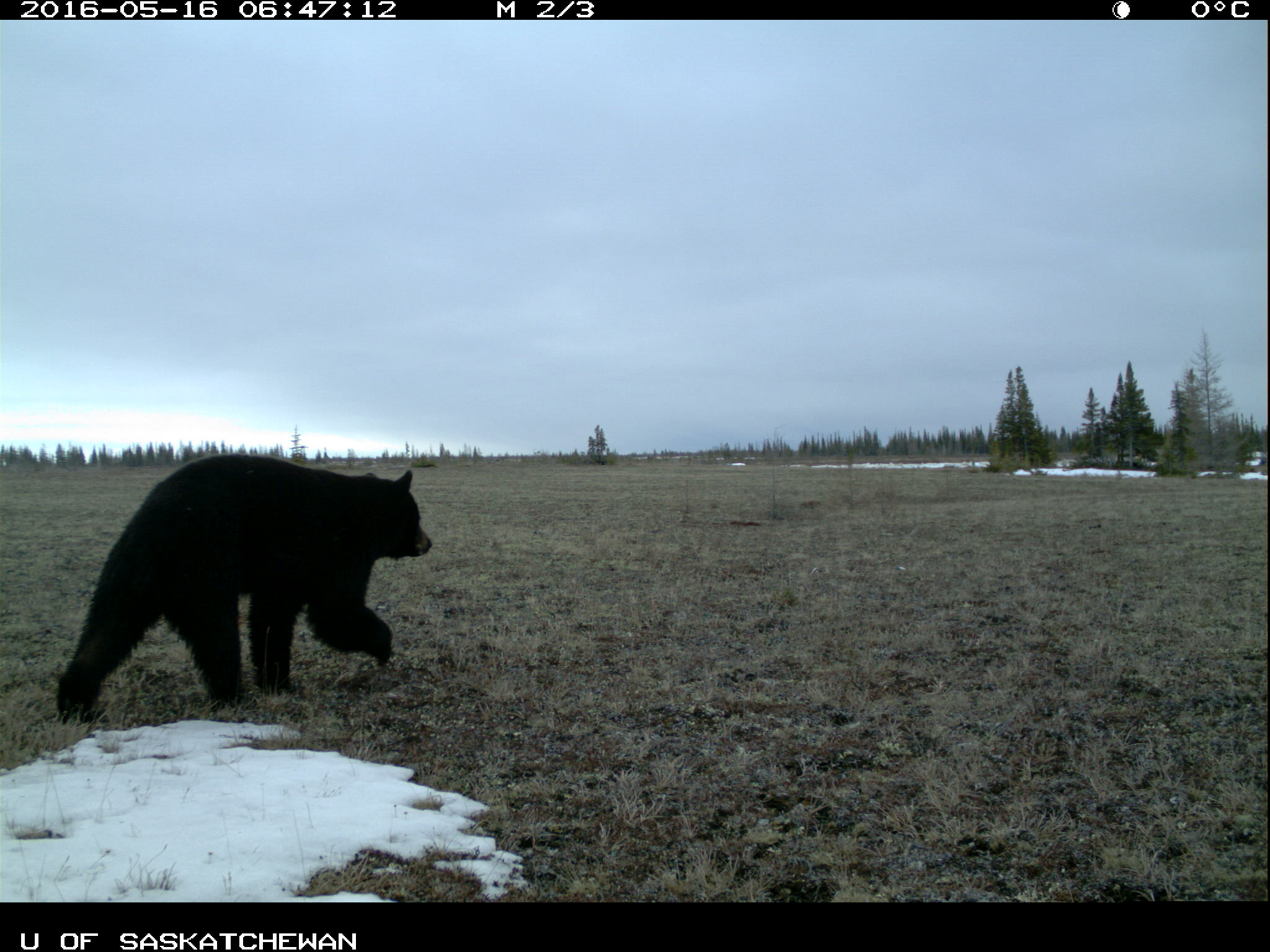 Un ours noir passe devant l’appareil photo. On voit de la neige à l’avant-plan.