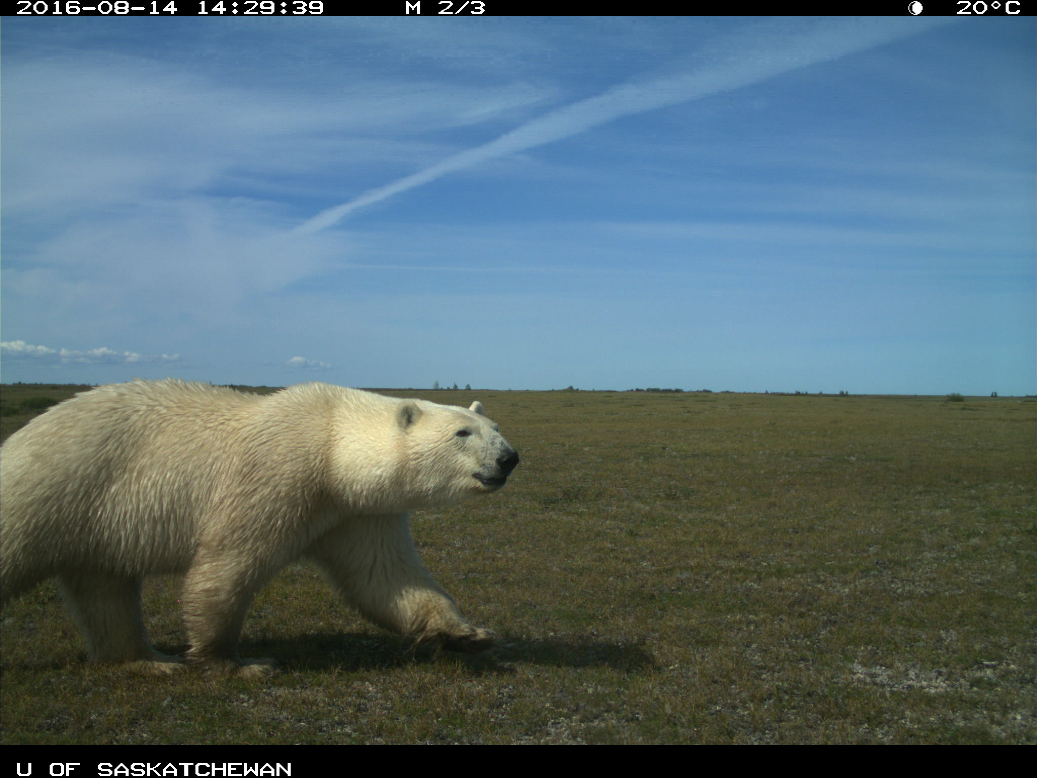 Un ours polaire trempé passe devant l’appareil photo actionné par le mouvement. 