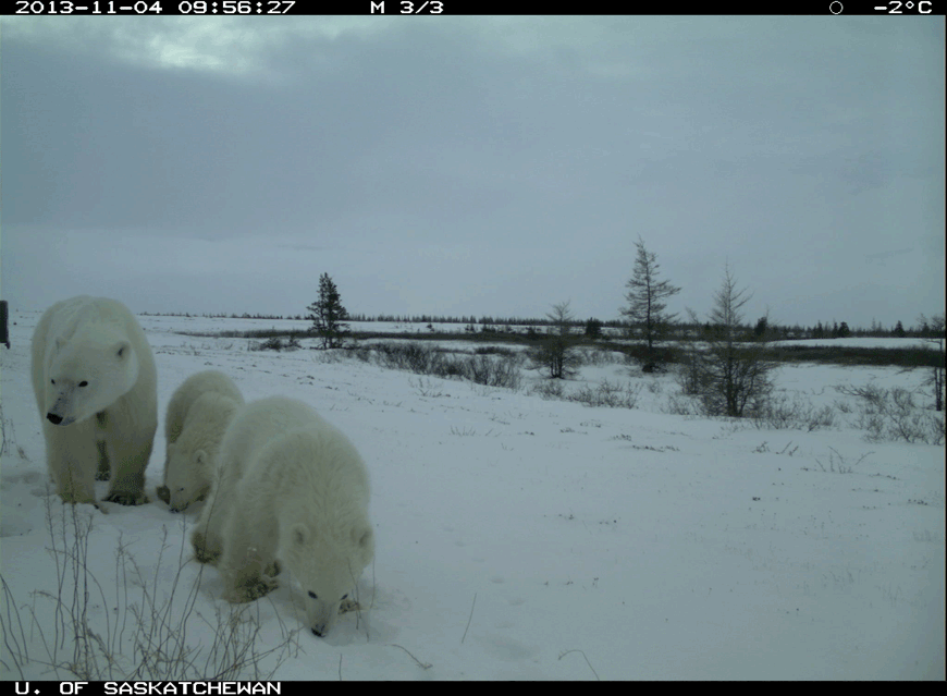 A female polar bear passes by the camera with two cubs, the second cub getting curious and going in for a closer look at the trail camera in the background. 