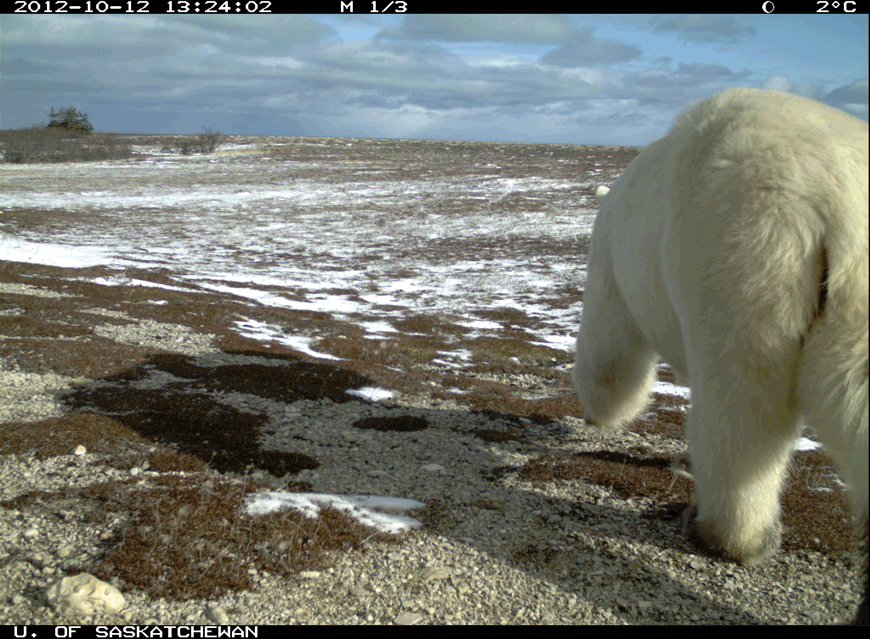 An animated gif shows a polar bear walking past the camera on the tundra, with small amounts of snow on the ground during autumn.