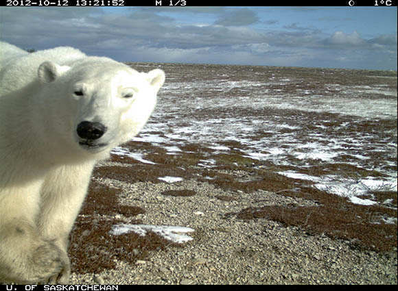 A polar bear enters the left side of the frame, looking directly into the trail camera. 