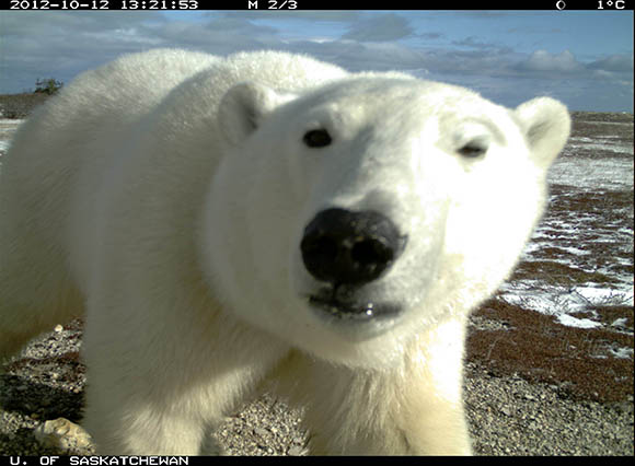 A polar bear approaches the cameras with full body in the frame. 