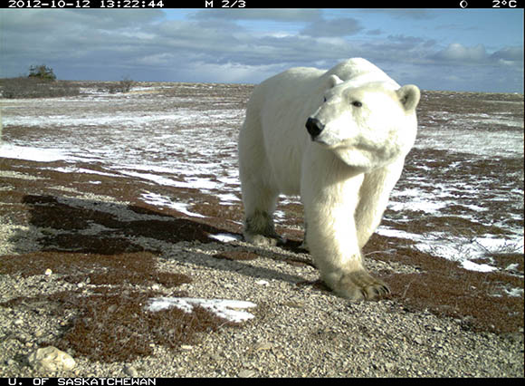A polar bear looks over its shoulder as it wanders toward the trail camera. 