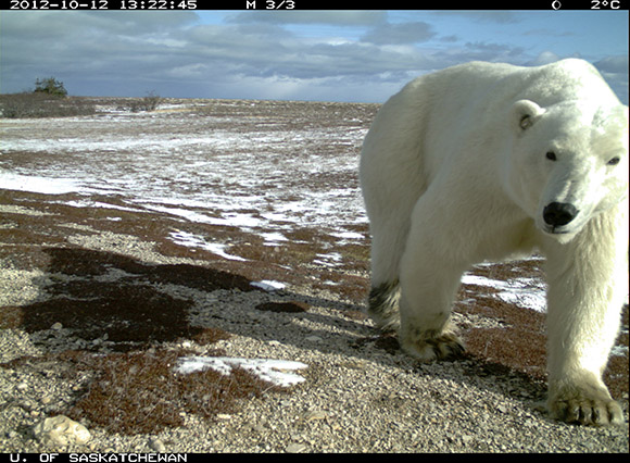 Peut-être intrigué par le bruit de l’obturateur, un ours polaire s’approche de la caméra pour l’examiner.