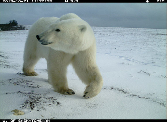 A polar bear walking past the trail cameras. 