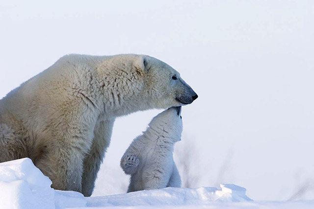 Polar bear female and cub, Wapusk NP