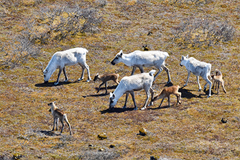 An aerial view of four adult caribou and four calves grazing on grass.