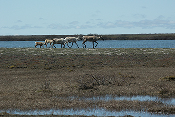 Five caribou walking in a straight line toward the right of the image.