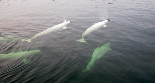 Four beluga whales in water swim away from the viewer.