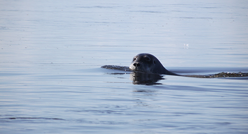 A seal swims in the water and looks at the viewer.
