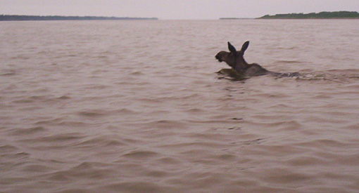 Un élan dans l’eau s’éloigne de l’observateur en nageant.