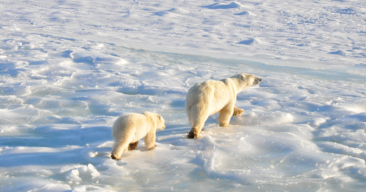 Wapusk National Park thumbnail