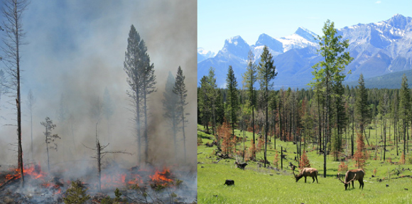 Fire brings new life to the Fairholme Bench