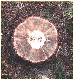Tree stump showing blue stain fungi
