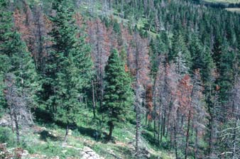 Red Trees killed by Mountain Pine Beetle