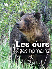 Les ours et les humains
