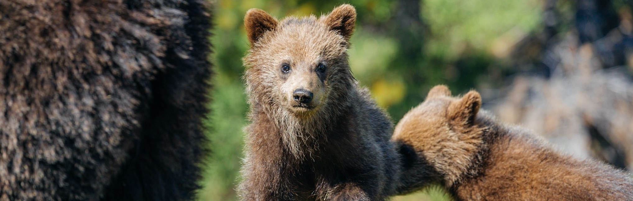 grizzly bear cubs