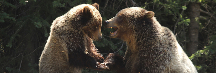 Grizzli femelle avec sa jeune © Parcs Canada / Alan Dibb
