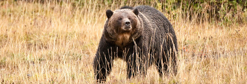 Ours grizzli © Dan Rafla. Tous droits reservés.