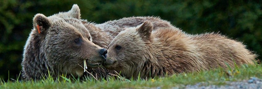 Ours grizzli femelle avec sa jeune © Parcs Canada / Alex Taylor