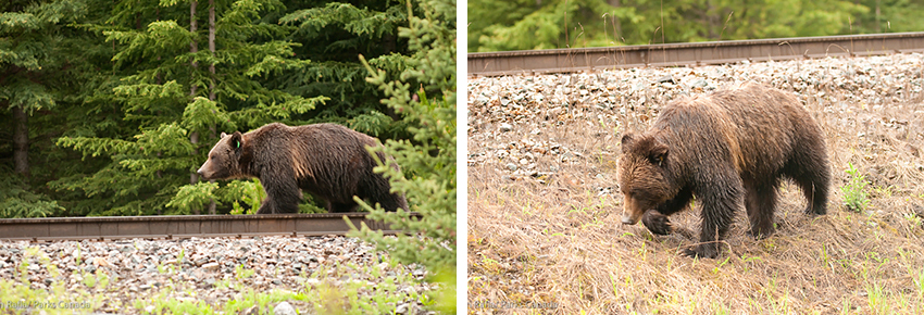 Ours près du chemin de fer.