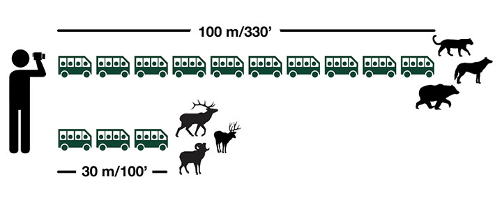 Pour observer la faune en toute sécurité, il faut rester à au moins 100 m de distance dans le cas des prédateurs, comme les loups, les ours et les couguars. La distance à respecter est d’au moins 30 m dans le cas de tous les autres gros mammifères, y compris le wapiti, le chevreuil et le mouflon d’Amérique.