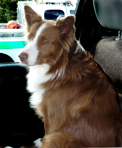 One lucky dog! Rusty, after surviving the airplane crash and being rescued by Visitor Safety Specialists.
