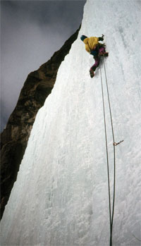 Weeping Pillar