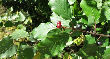 Glossy Buckthorn