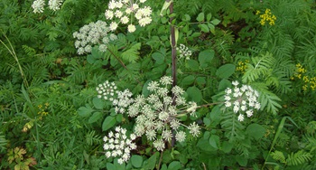 Woodland Angelica