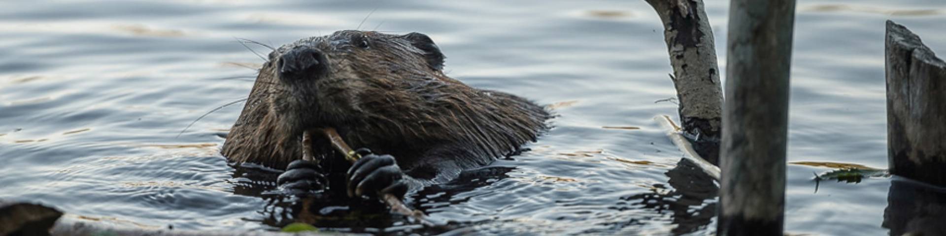 A beaver in the water