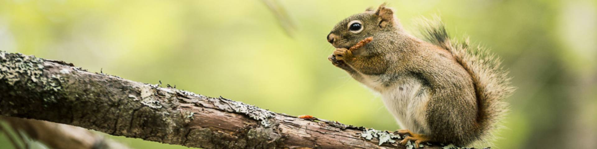  A squirrel on a branch