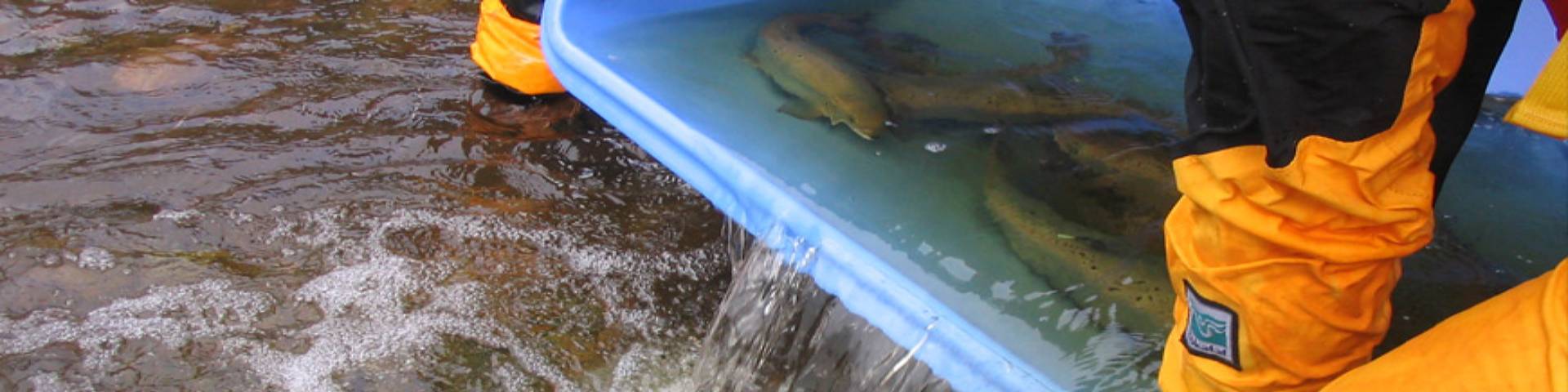 Two people releasing salmons into a river from a bucket