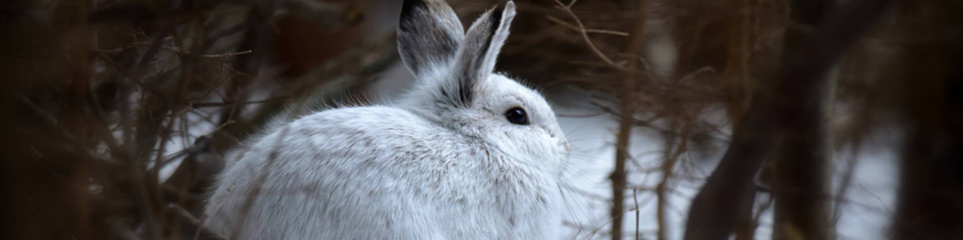 Snowshoe hare