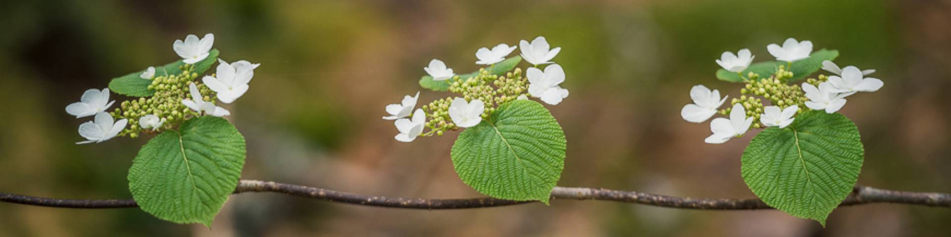 Three flowers on a branch