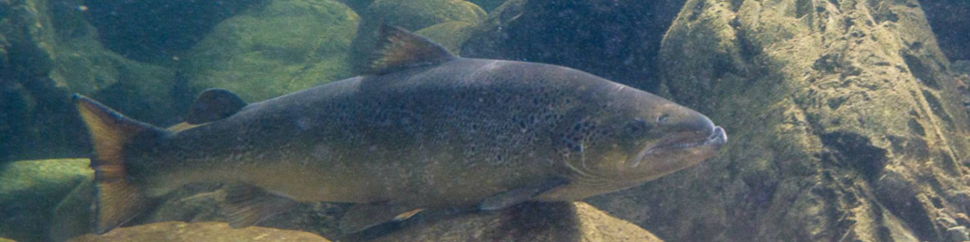 A salmon under water