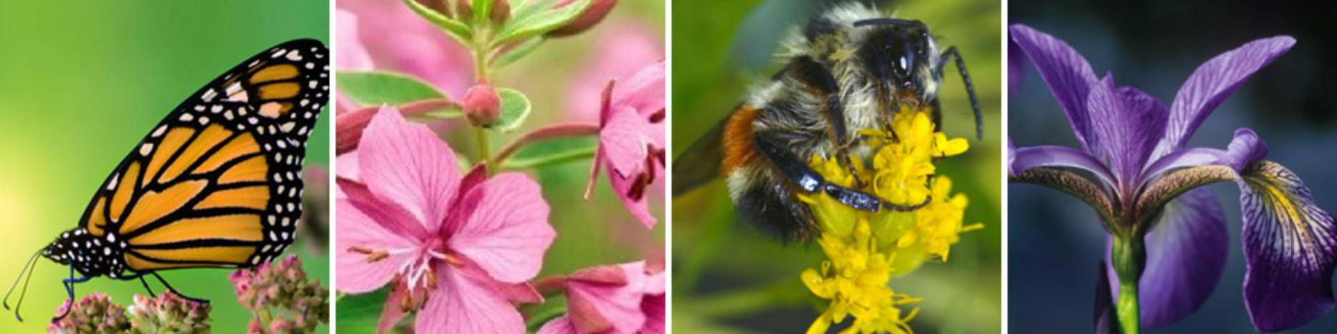 A butterfly, flowers and a bee