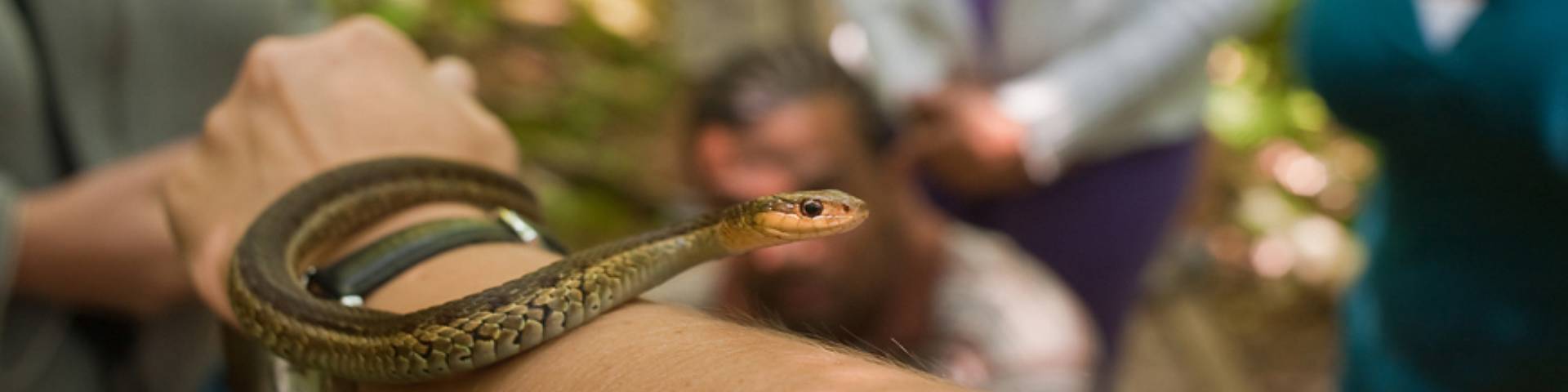 Un petit serpent sur le bras d'une personne
