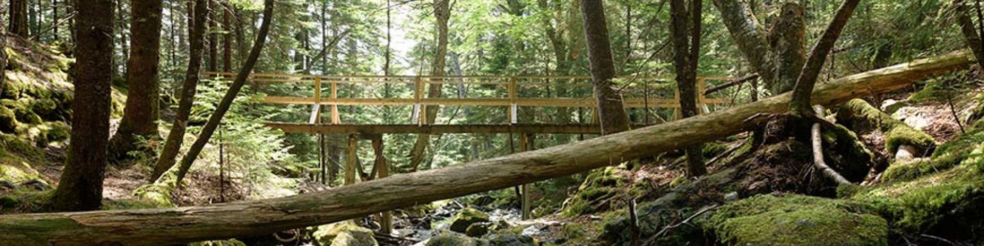 A bridge on the Goose River Trail